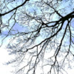 Meet your Posher, Laurel